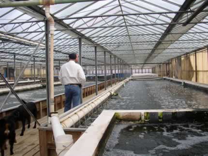 Colorite Hatchery Photos
